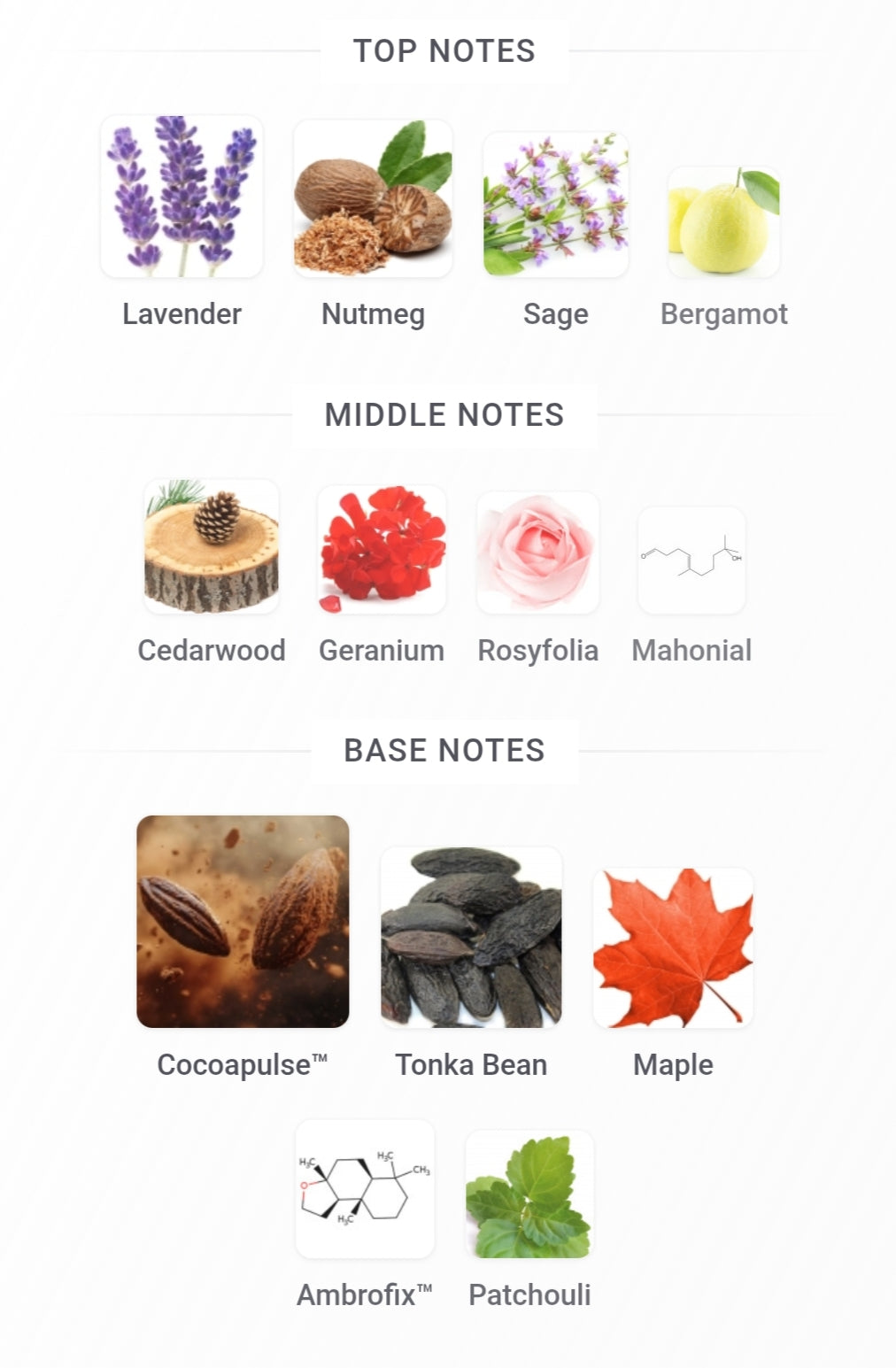 Musammam Black Intense